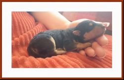 AKc Reg Airedale Terrier Puppies