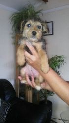 Kc Reg Airedale Terrier Puppies For Sale