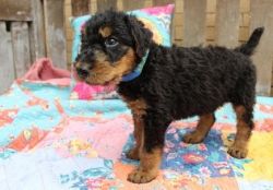 akc airedale puppies