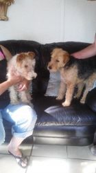 Airedale Terrier X Wire Haired Fox Terrier