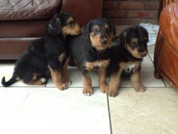 AKc Malolgi Airedale Terriers Puppies Available.