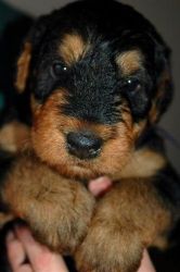 Beautiful Airedale Puppies