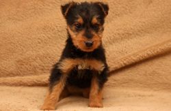 Beautiful Airedale Terrier Puppies Ready Now