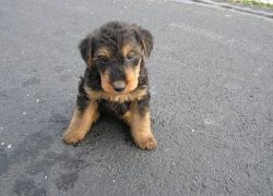 Airedale Terrier puppies available for sale