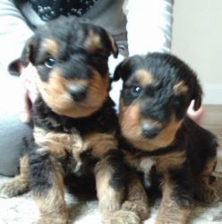 Kc Reg Airedale Terrier Puppies for sale