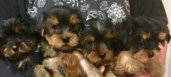 Gorgeous Airedale Puppies For Sale