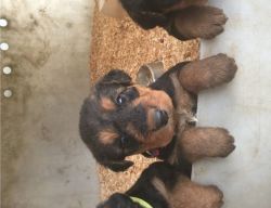Cute Airedale pups for sale