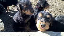 Airedale Terrier Pups.