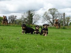 8 Airedale Terrier Puppies, 2 Weeks Old Share Tweet +1 Pin it