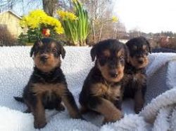 Airedale Terrier Purebred Puppies