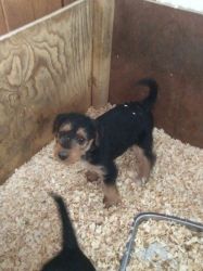 Quality Airedale Terrier Puppies