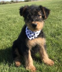 Charming male and female AIREDALE TERRIER pups