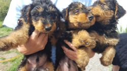 Stunning Airedale Puppies