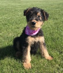 AIREDALE TERRIER pups