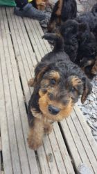 Top Quality Airedale Terrier Puppies