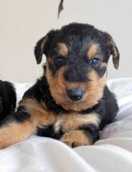 Pedigree Airedale Terrier Puppies For Sale