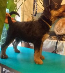 Beautiful Airedale Puppies Ready Now