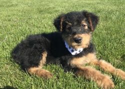 male and female AIREDALE TERRIER pups