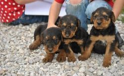 Pretty Airedale Terrier Puppies For Sale