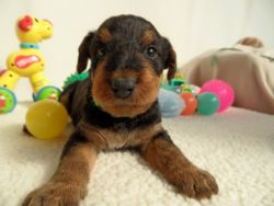 Adorable Airedale Terrier Puppies For Sale