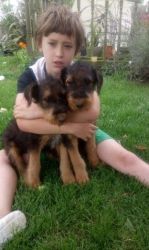 X-MASS Airdale Terrier Puppies For Sale