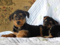 Adorable Airedale Terrier Puppies Available
