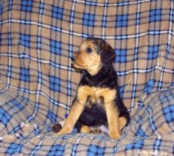 11 Weeks Old and Airedale Terrier Puppies