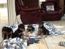 Airedale Terrier puppies.