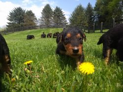 AKC Airedale Puppies For Sale
