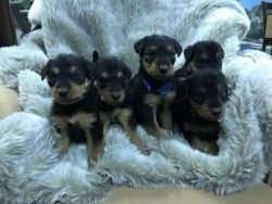 airedale terrier puppies forsale