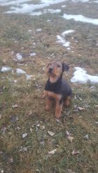 airedale terrierpuppies forsale