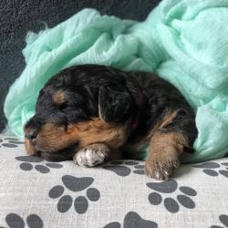 AKC Airedale puppies