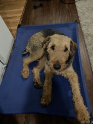 16 month old airedale