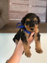 AKC Registered Airedale Puppies