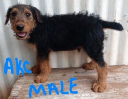 AKC AIREDALE TERRIER