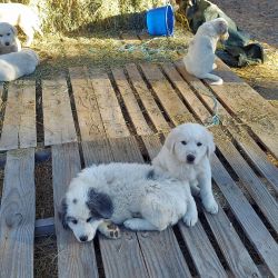 Livestock guardian puppies