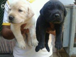 Cute labarod puppies for sale