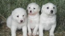 Lovely Male And Female Akbash Puppies.