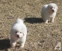Akbash puppies for sale