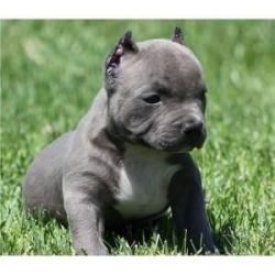 Pit bull puppies for rehoming