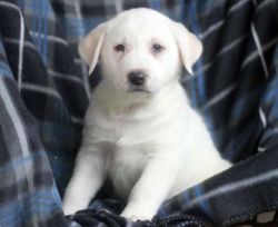 Lovely Akbash pup for sale