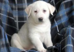 Cute Lovely Akbash Puppy