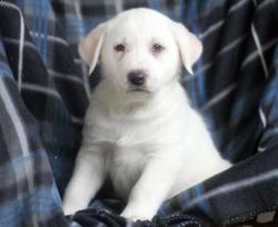 love cute akbash puppy for sale
