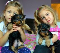 affectionate male and female mini yorkie puppies for a new home