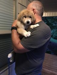 Akbash pup needs loving family