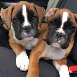 Amazing Boxer puppies for sale