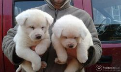 Akita Puppies available