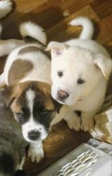 White Akita pups for sell