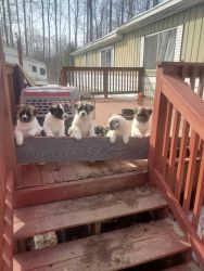Pure bred Akita puppies for sale