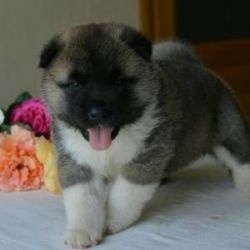 Akita Puppies for Sale